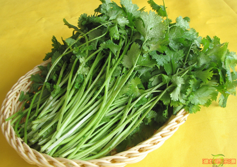 香菜保鲜.png