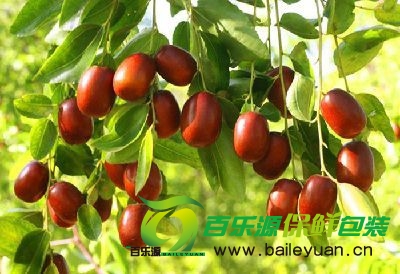 鲜枣如何保存 鲜枣的贮藏保鲜技术
