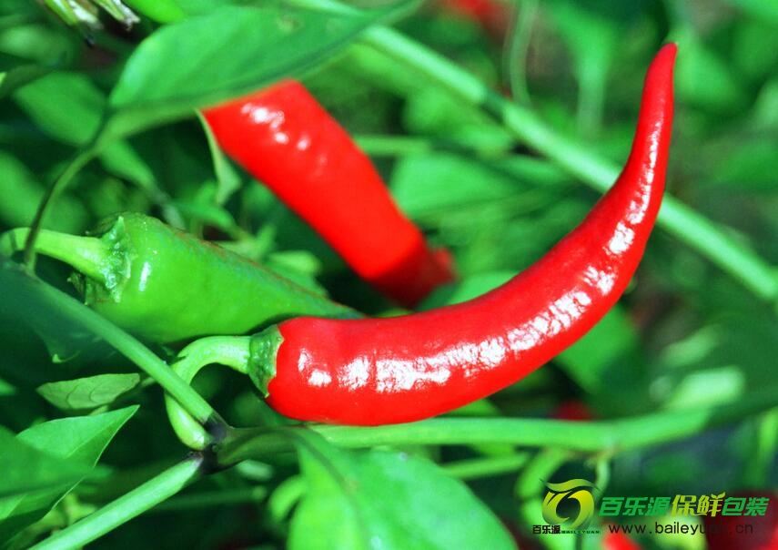 辣椒贮藏保鲜