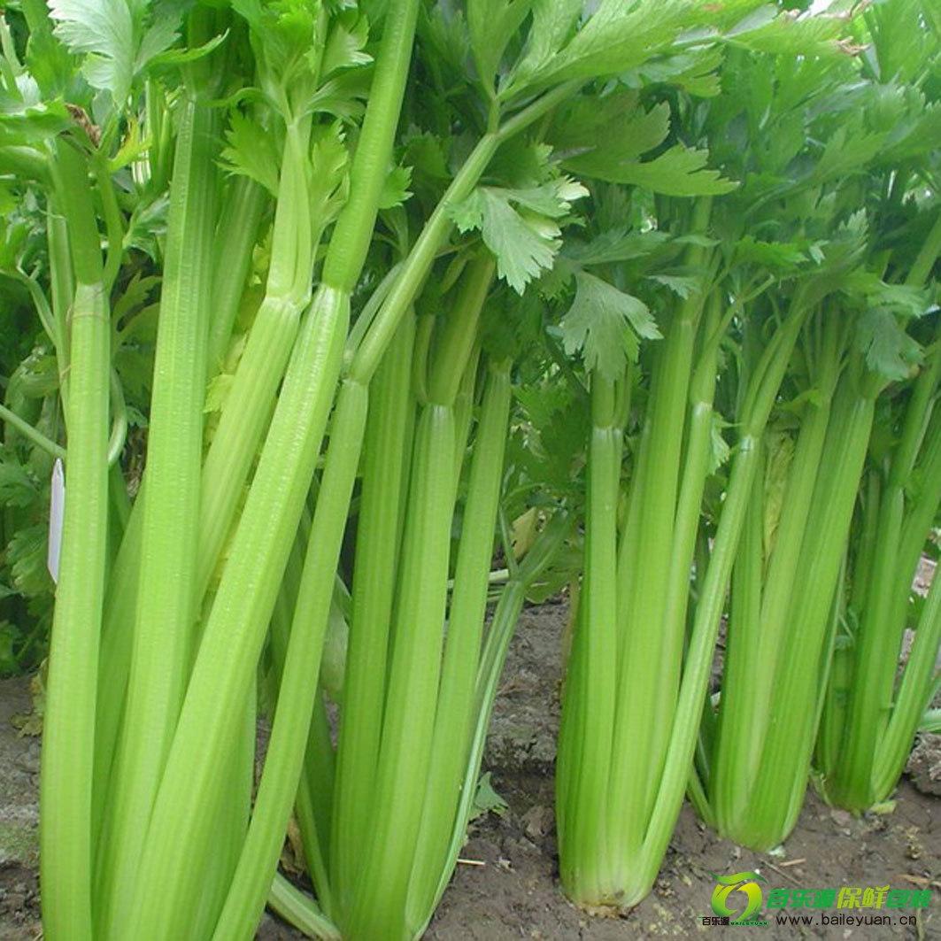芹菜贮藏