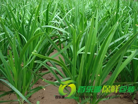 韭菜真能壮阳吗?