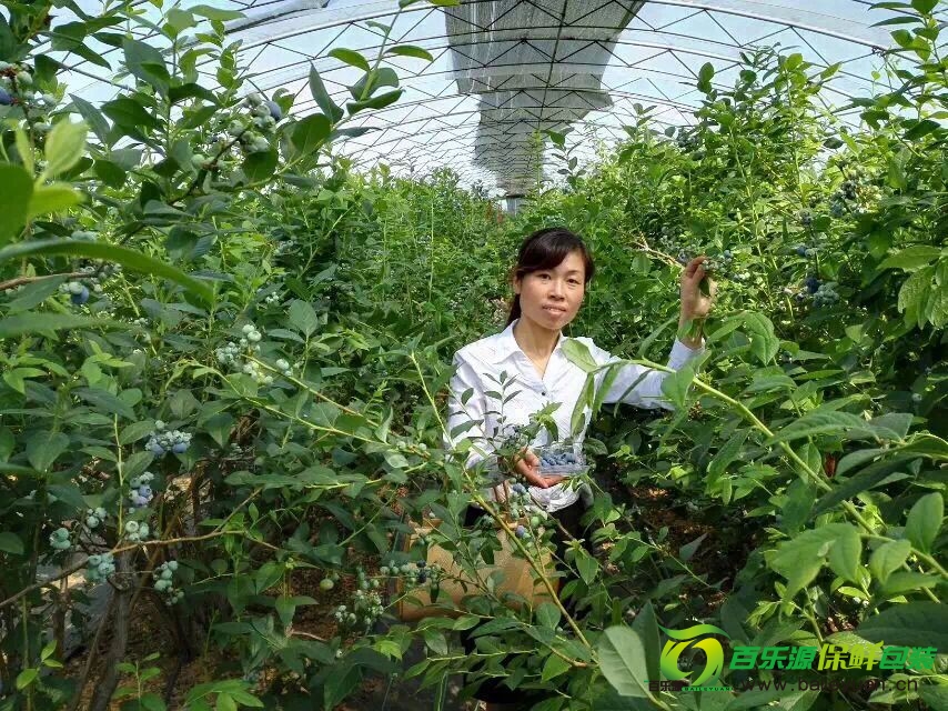 Baileyuan investigation team sunshine blueberry planting base and visited the Qingdao Bay clouds Peg